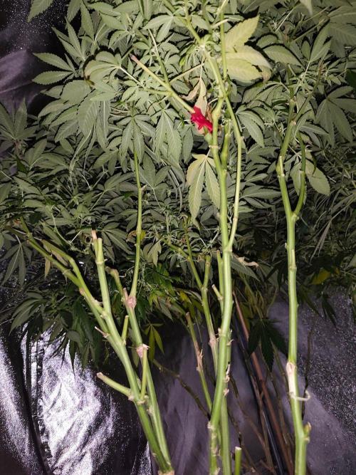 Durban Fruity - Serious Seeds. Week 13