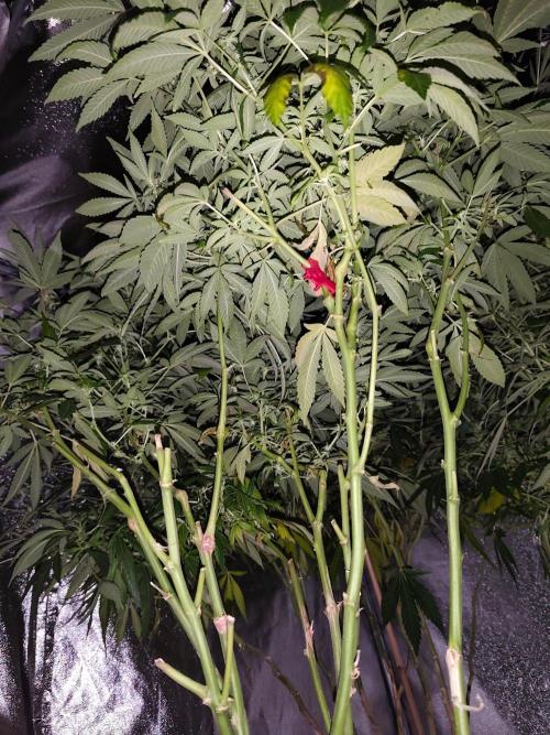 Durban Fruity - Serious Seeds. Week 13
