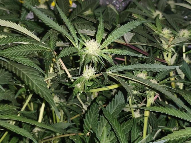 Purple mintz 💜 Paradise Seeds. Week 2