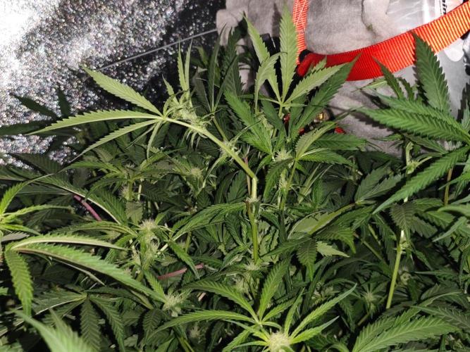 Purple mintz 💜 Paradise Seeds. Week 2