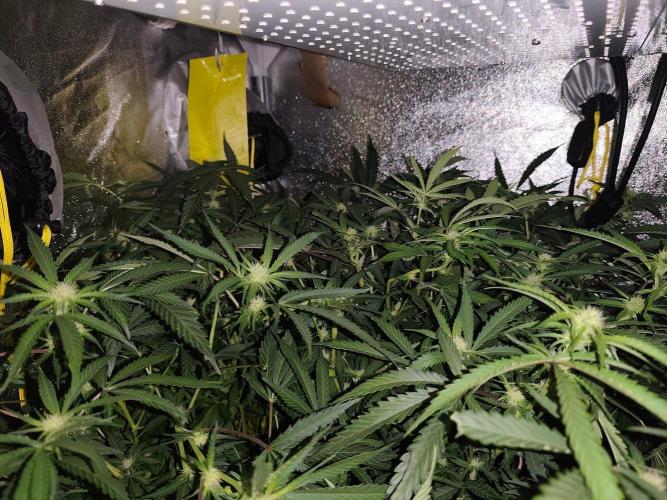 Purple mintz 💜 Paradise Seeds. Week 2