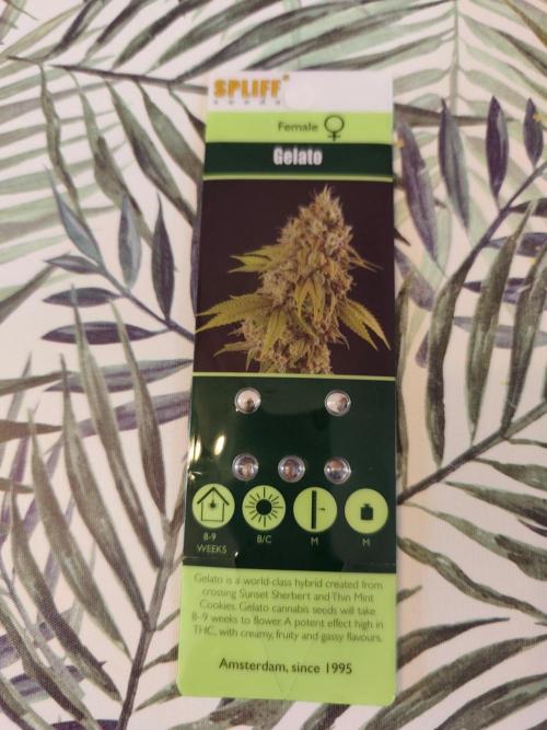 Gelato spliff seed. Week 0