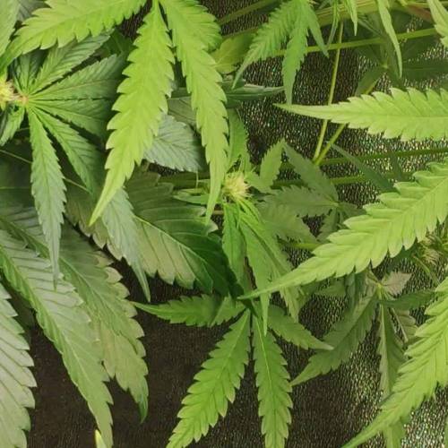 MAC Seeds Genetics 