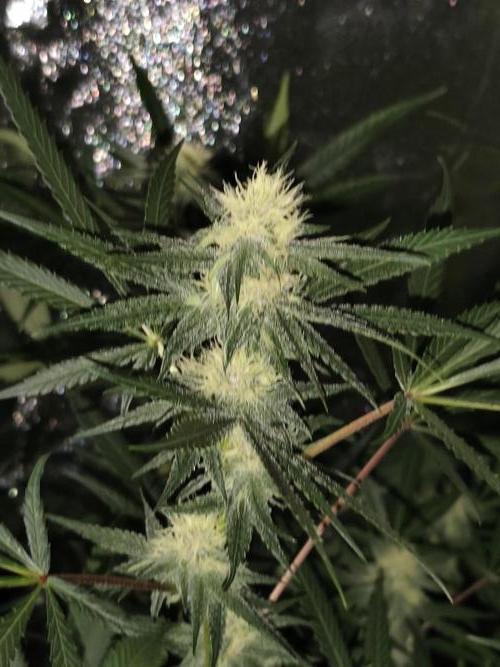 Red wine 🍷 X the Bird 🐦. Week 5