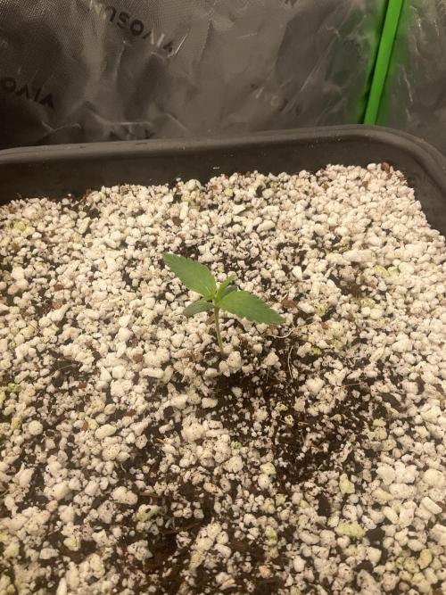 Forgotten Cookies - Mephisto Genetics. Week 1 - Day 6  Specimen 1