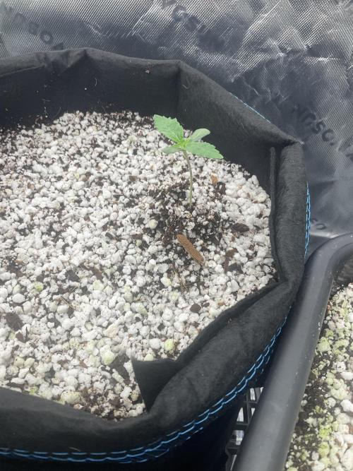 Forgotten Cookies - Mephisto Genetics. Week 1 - Day 6  Specimen 2