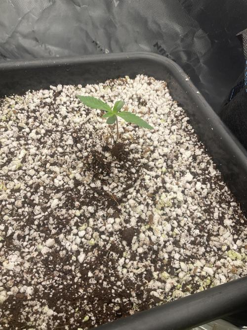 Forgotten Cookies - Mephisto Genetics. Week 1 - Day 6  Specimen 3