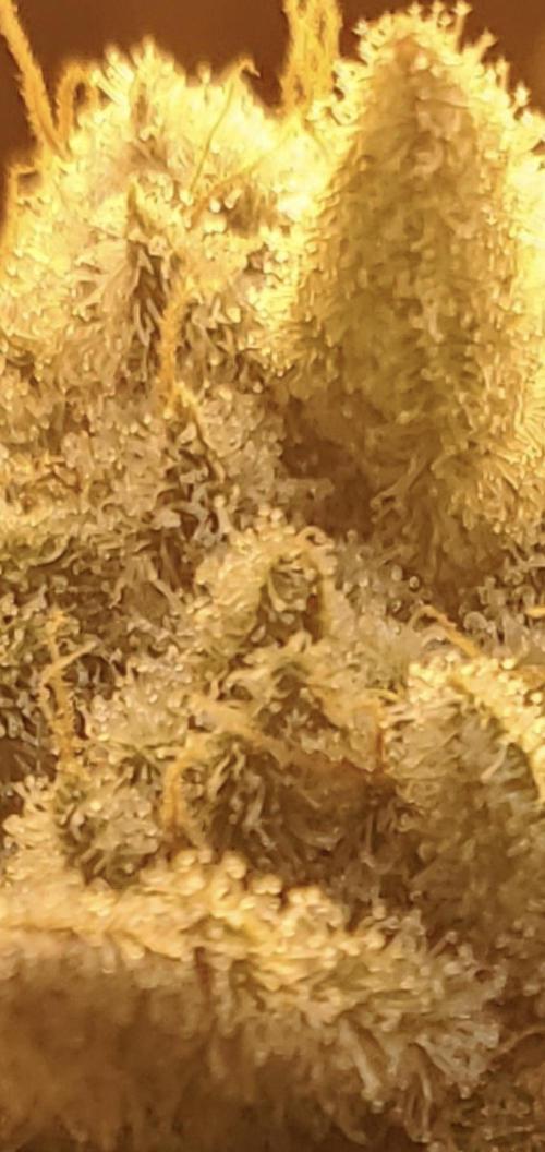 Autumn to Winter 2025. Week 7 - Zoomed in on th resin glands of White Watermelon