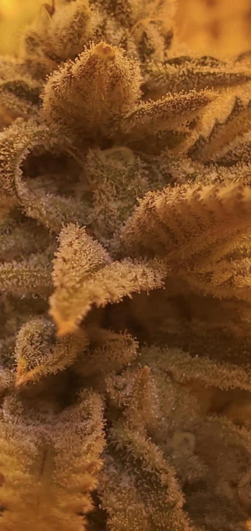 Autumn to Winter 2025. Week 7 - White watermelon close up