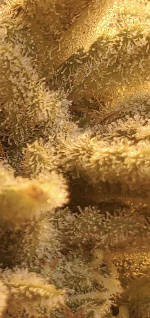 Autumn to Winter 2025. Week 7 - More White Watermelon close up