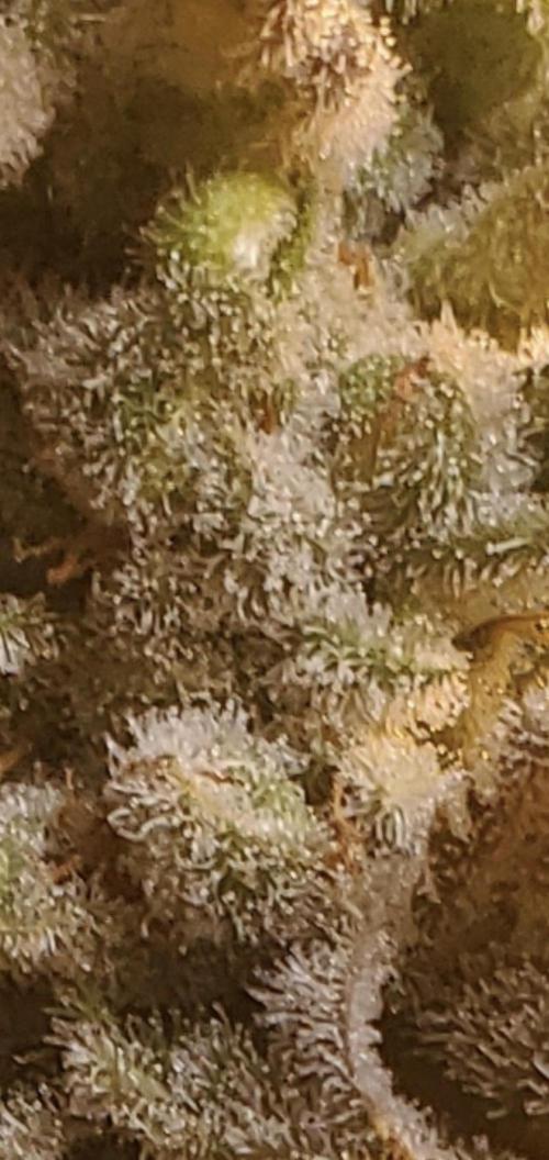 Autumn to Winter 2025. Week 7 - White Watermelon zoomed in