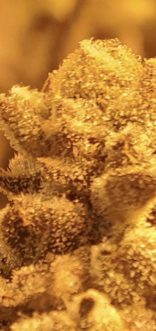 Autumn to Winter 2025. Week 7 - Purple Punch Close Up