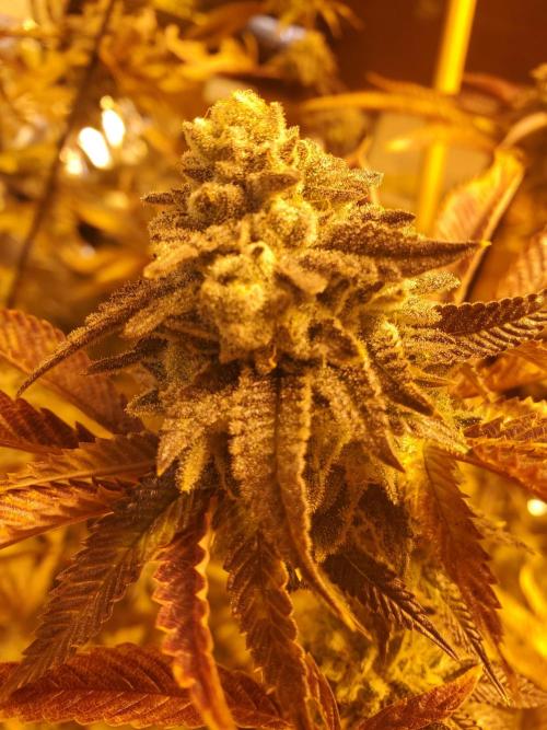 Autumn to Winter 2025. Week 7 - Purple Punch with color