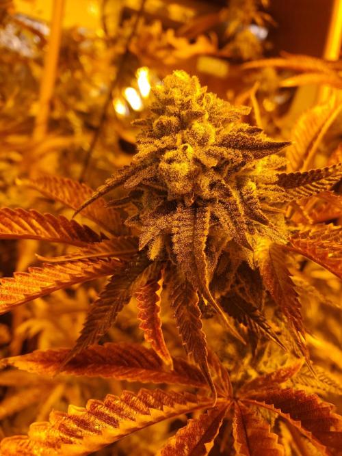 Autumn to Winter 2025. Week 7 - Really purple Purple Punch