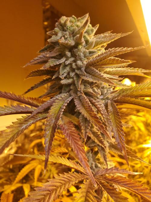 Autumn to Winter 2025. Week 7 - White Watermelon