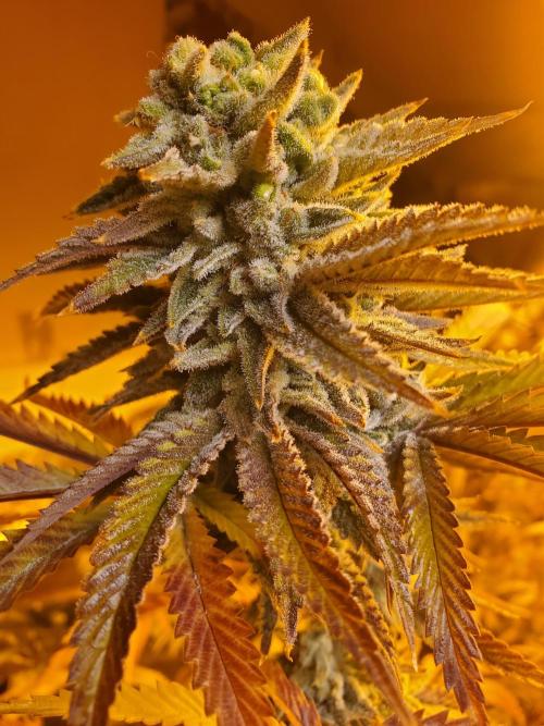 Autumn to Winter 2025. Week 7 - White Watermelon