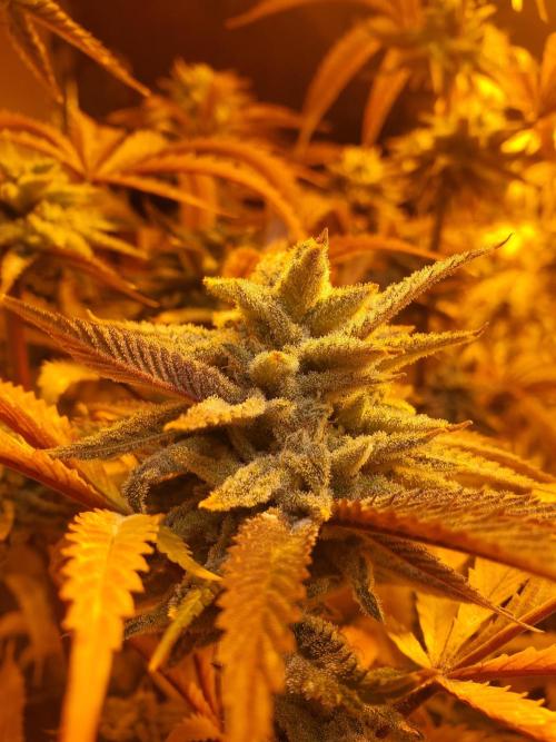 Autumn to Winter 2025. Week 7 - Buds