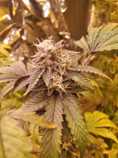 Autumn to Winter 2025. Week 7 - Gold Digger