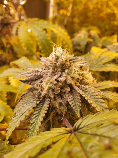 Autumn to Winter 2025. Week 7 - Gold Digger 2