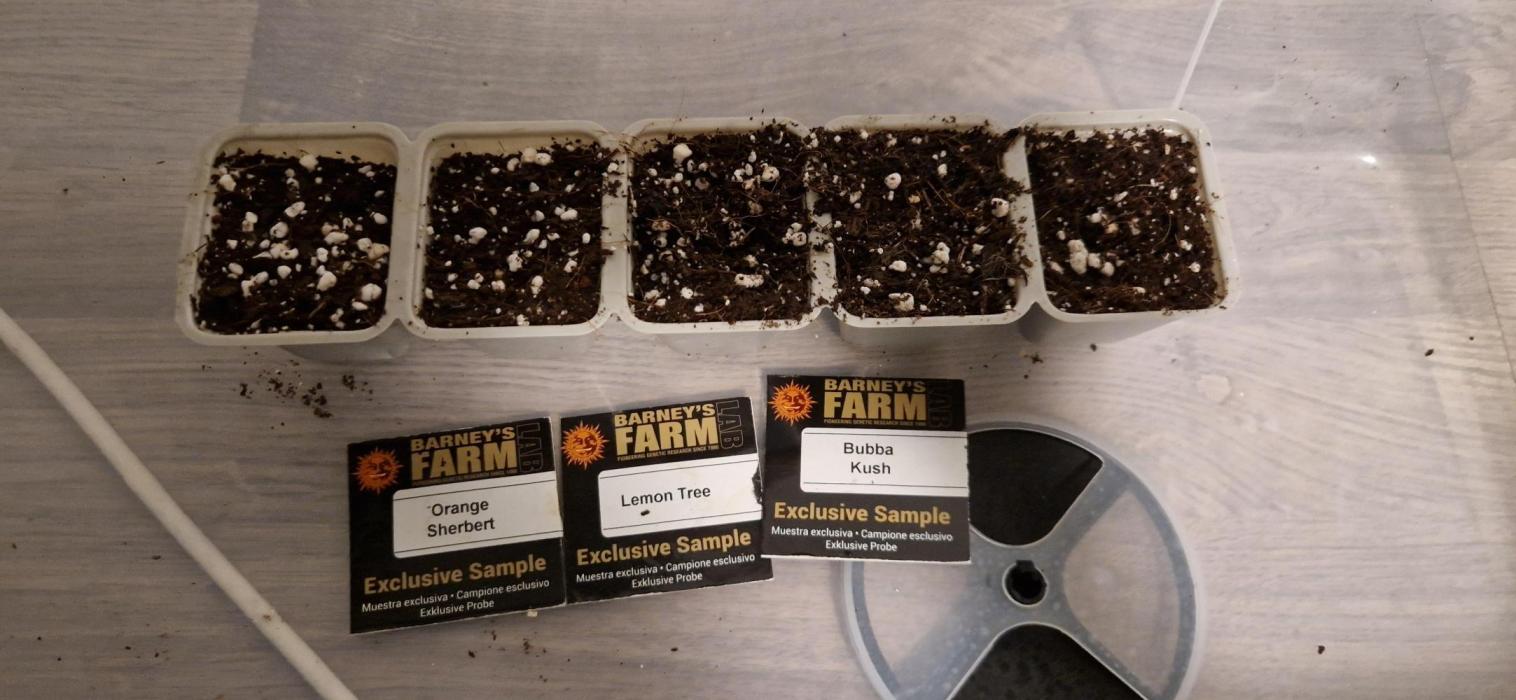 Greenhouse grow with HPS and LED. Week 0
