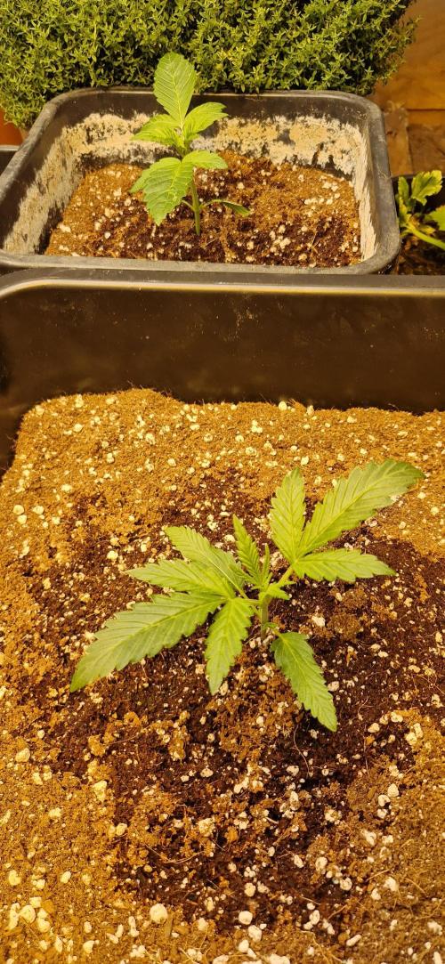 Greenhouse grow with HPS and LED. Week 2