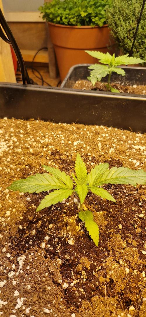 Greenhouse grow with HPS and LED. Week 2