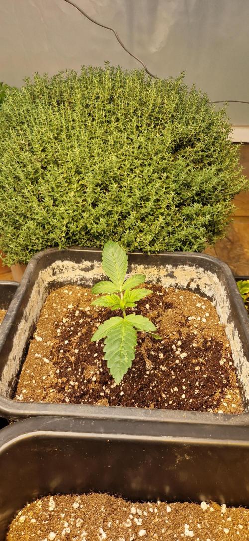 Greenhouse grow with HPS and LED. Week 2