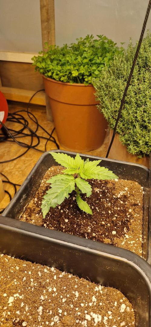 Greenhouse grow with HPS and LED. Week 2