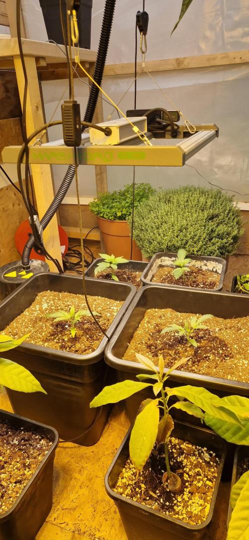 Greenhouse grow with HPS and LED. Week 2