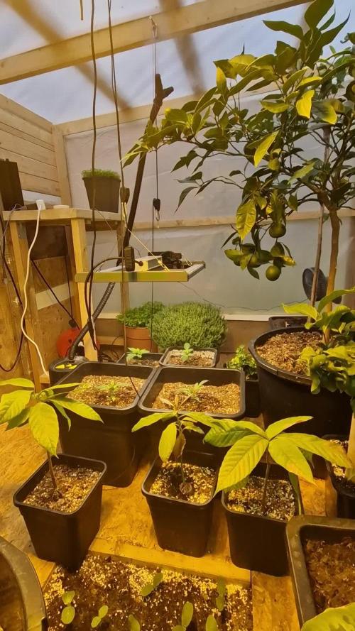 Greenhouse grow with HPS and LED