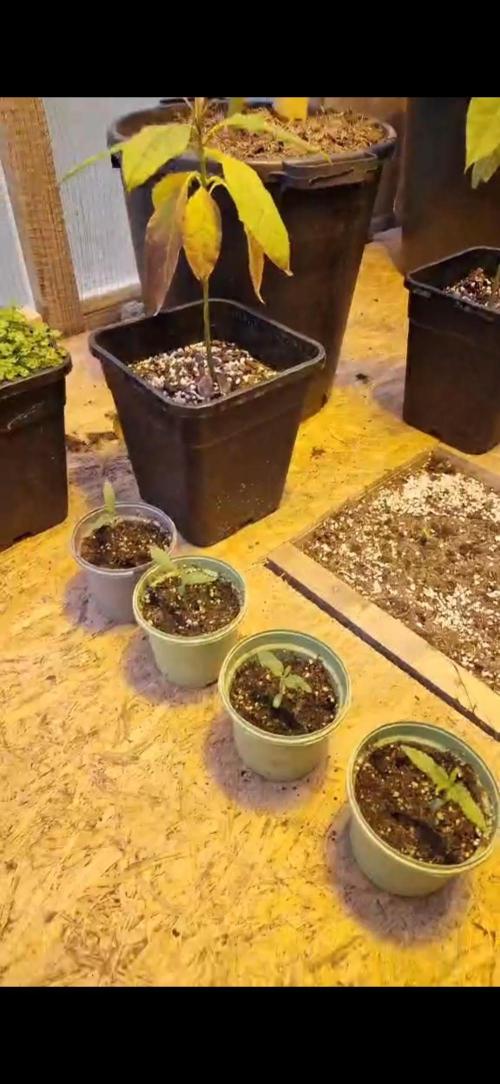 Greenhouse grow with HPS and LED. Week 1