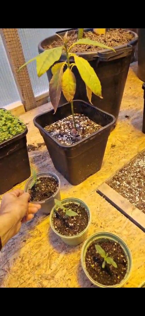 Greenhouse grow with HPS and LED. Week 1