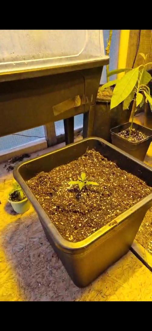 Greenhouse grow with HPS and LED. Week 1
