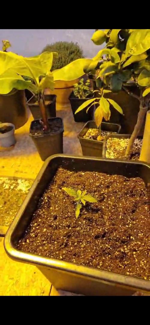 Greenhouse grow with HPS and LED. Week 1