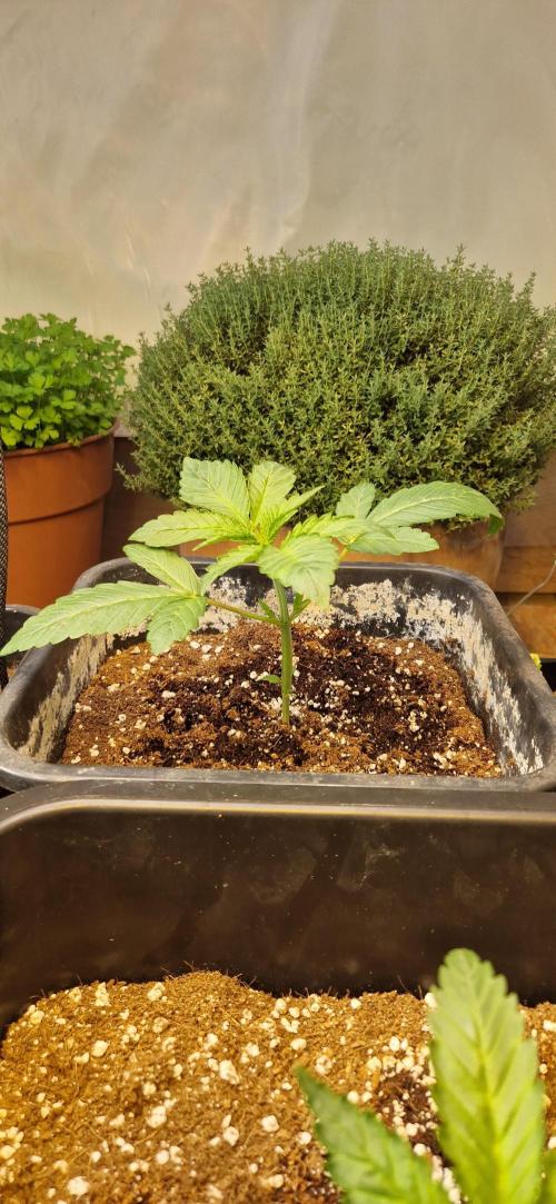 Greenhouse grow with HPS and LED. Week 3 - Day 20 Lemon Tree