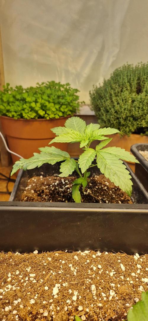 Greenhouse grow with HPS and LED. Week 3 - Day 20 Orange Sherbert