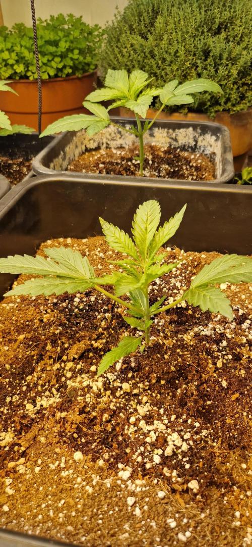 Greenhouse grow with HPS and LED. Week 3 - Day 20 Bubba Kush