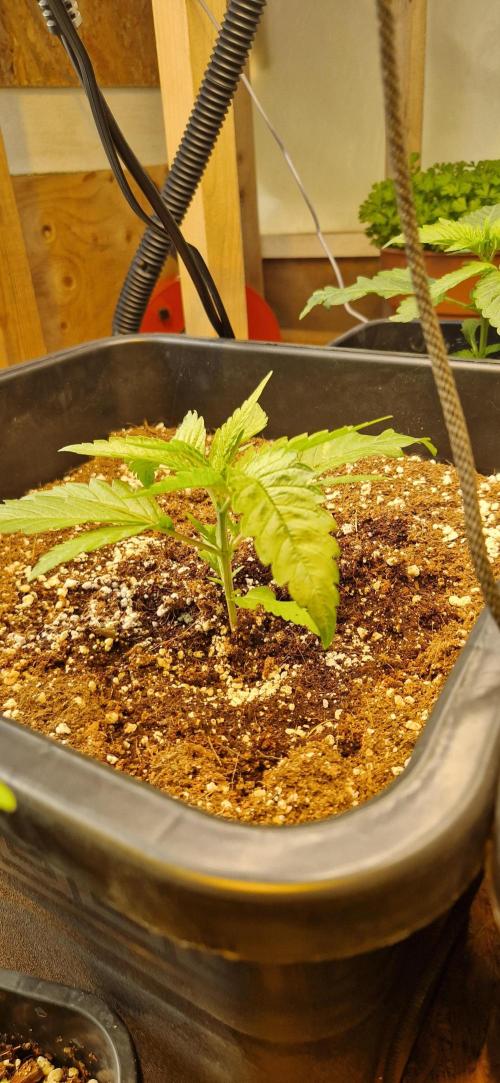 Greenhouse grow with HPS and LED. Week 3 - Day 20 Permanent Jealousy XL Auto