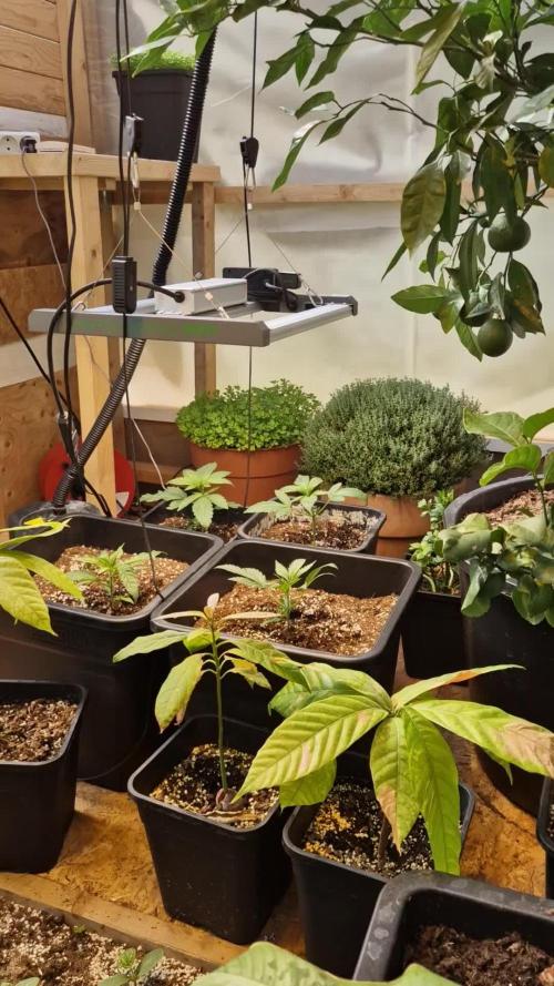 Greenhouse grow with HPS and LED