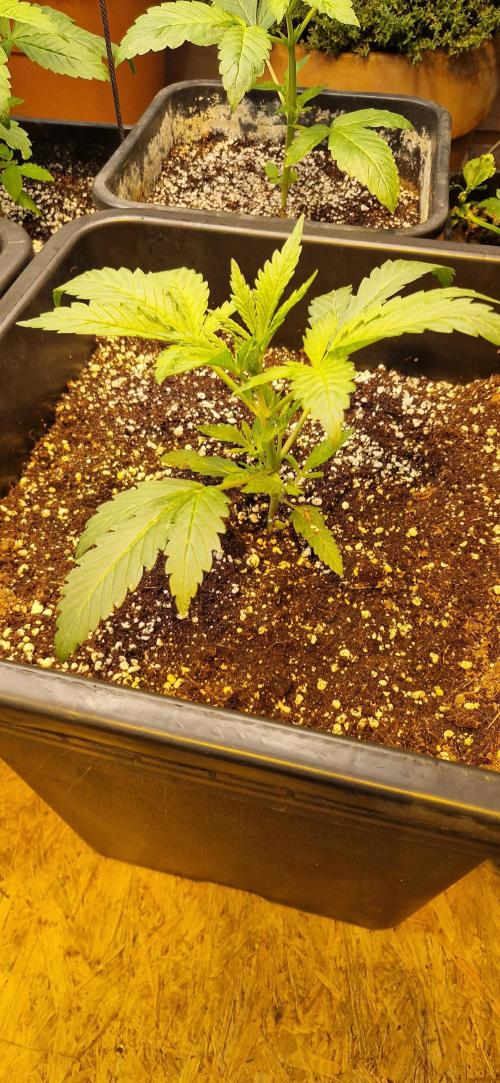 Greenhouse grow with HPS and LED. Week 4 - Bubba Kush before topping