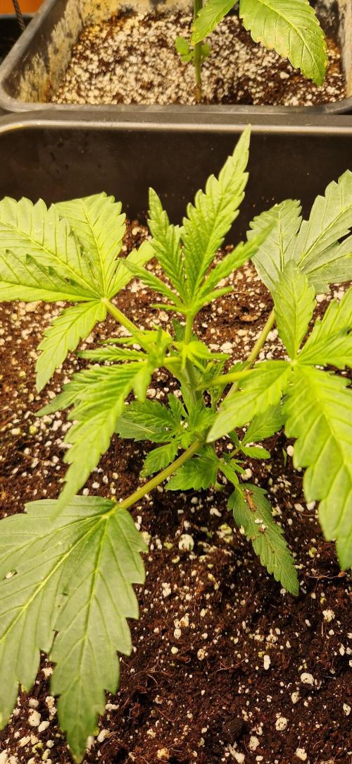 Greenhouse grow with HPS and LED. Week 4 - Bubba kush after topping