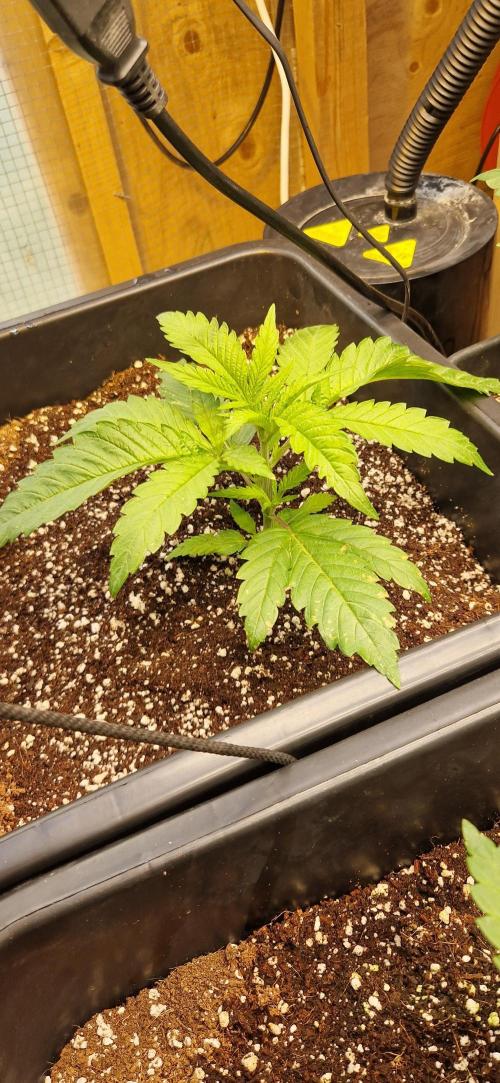 Greenhouse grow with HPS and LED. Week 4 - Permanent jealousy XL Auto before topping