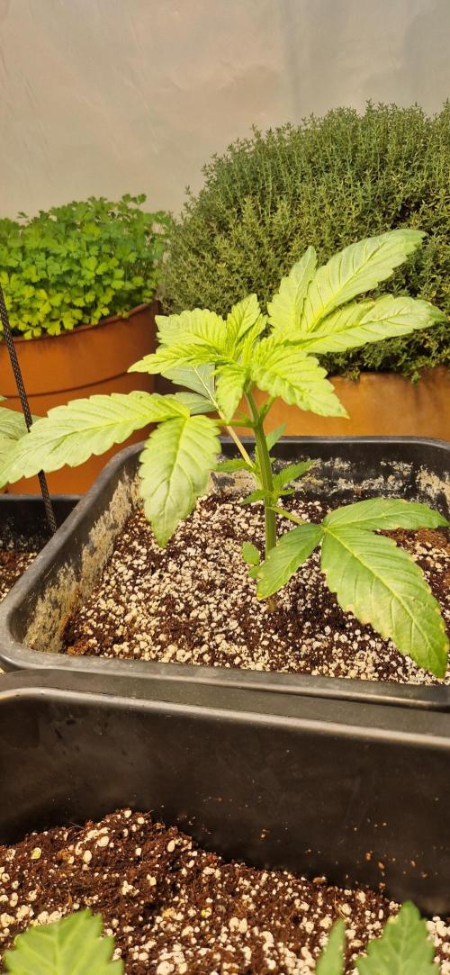 Greenhouse grow with HPS and LED. Week 4 - Lemon tree before topping