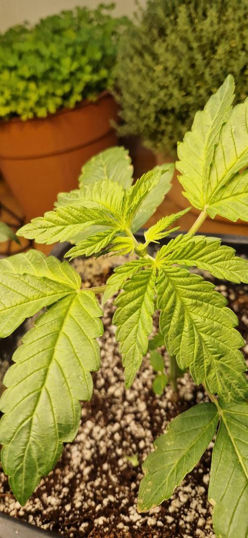 Greenhouse grow with HPS and LED. Week 4 - Lemon tree after topping