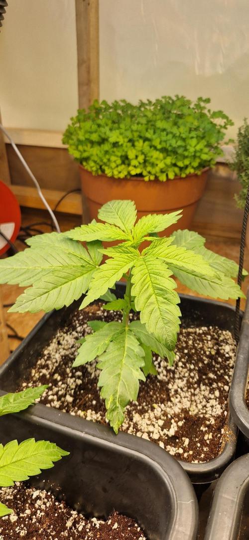 Greenhouse grow with HPS and LED. Week 4 - Orange sherbert before topping 