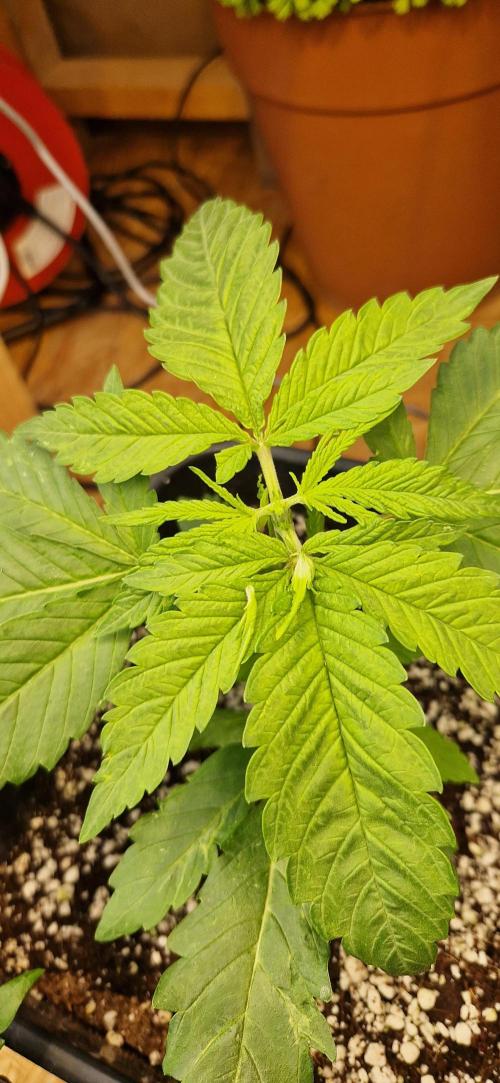 Greenhouse grow with HPS and LED. Week 4 - Orange sherbert after topping 
