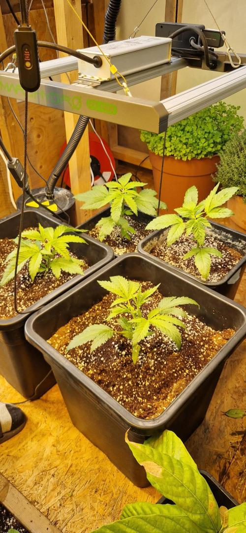Greenhouse grow with HPS and LED. Week 4