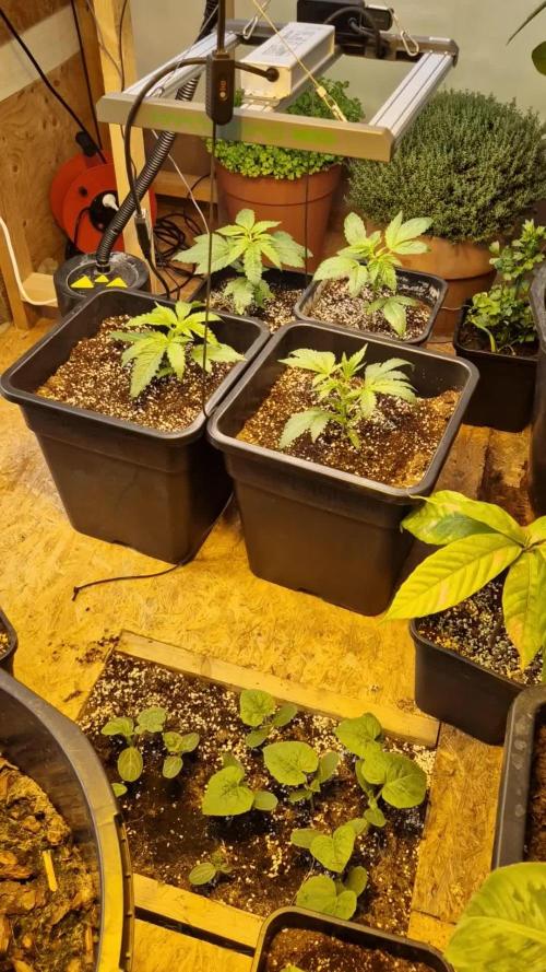 Greenhouse grow with HPS and LED