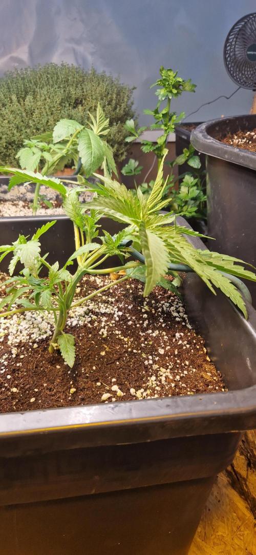 Greenhouse grow with HPS and LED. Week 4 - Bubba Kush