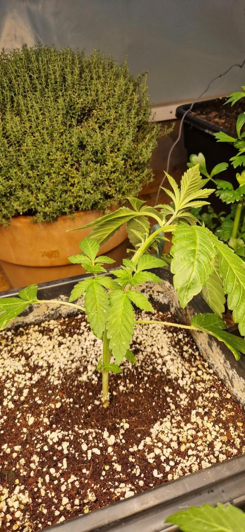 Greenhouse grow with HPS and LED. Week 4 - Lemon tree 